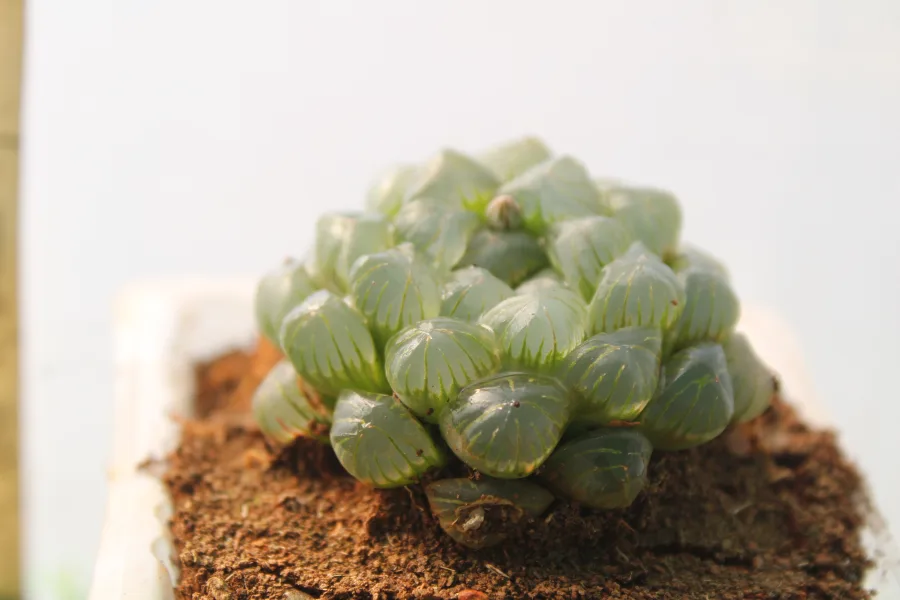 Haworthia Cooperi Ice Lantern