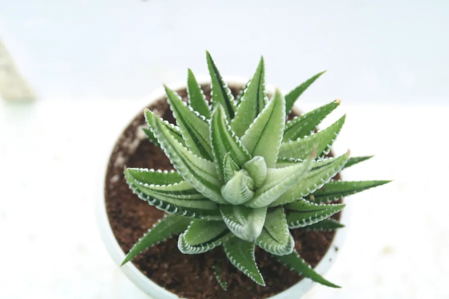 Fasciata Variegated Zebra