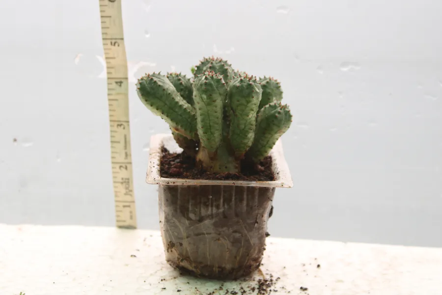 Euphorbia Pseudoglobosa
