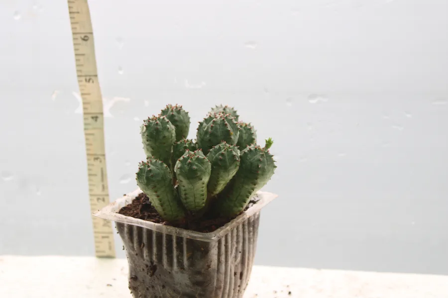 Image 3