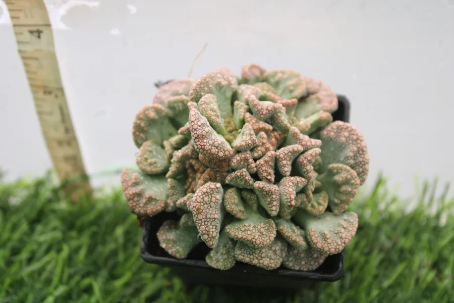 Titanopsis Calcarea succulent