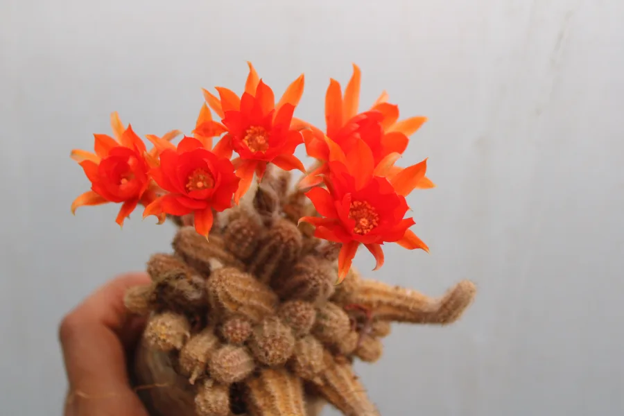 Cactus Echinopsis Peanut chamaecerus