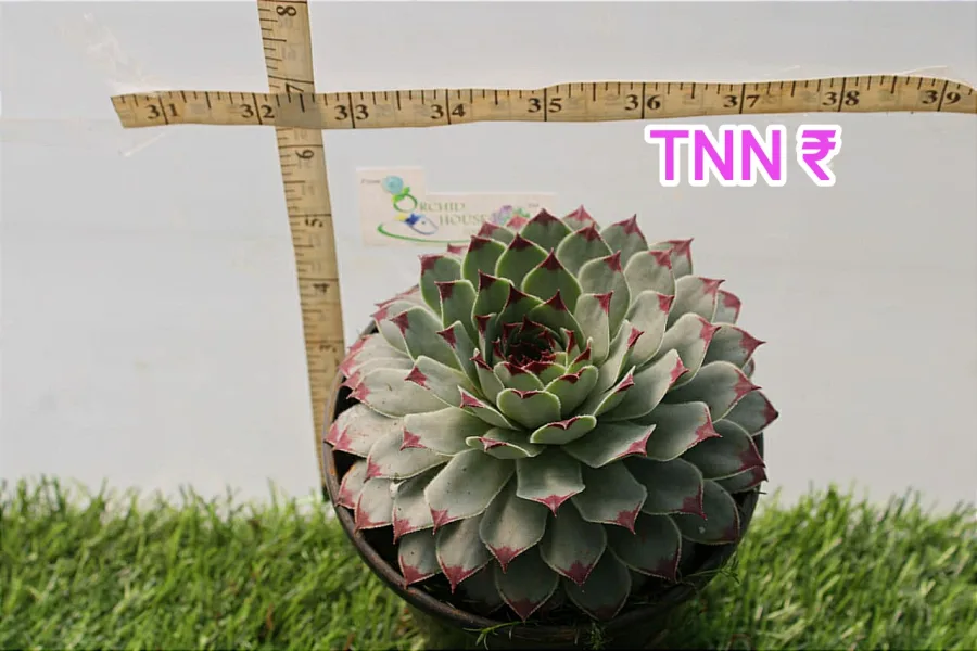 Sempervivum Calcareum (Lakshmi kamal)