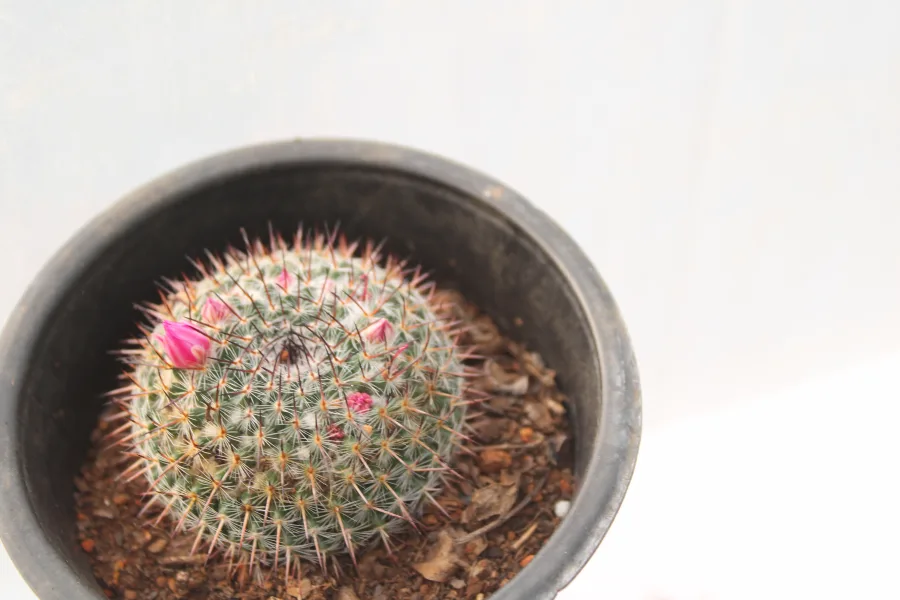 Cacti Mammillaria Pectinifera mini pink