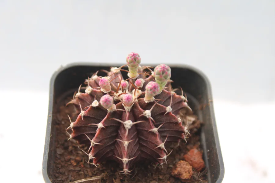 Cactus Gymnocalycium Stenopleurum