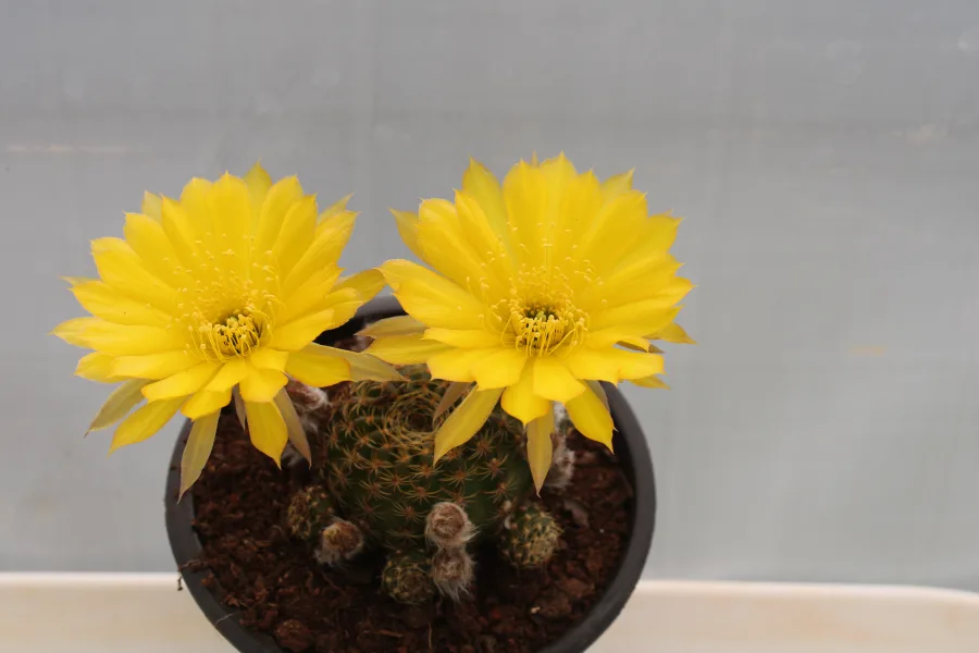 Cactus Lobivia  Yellow