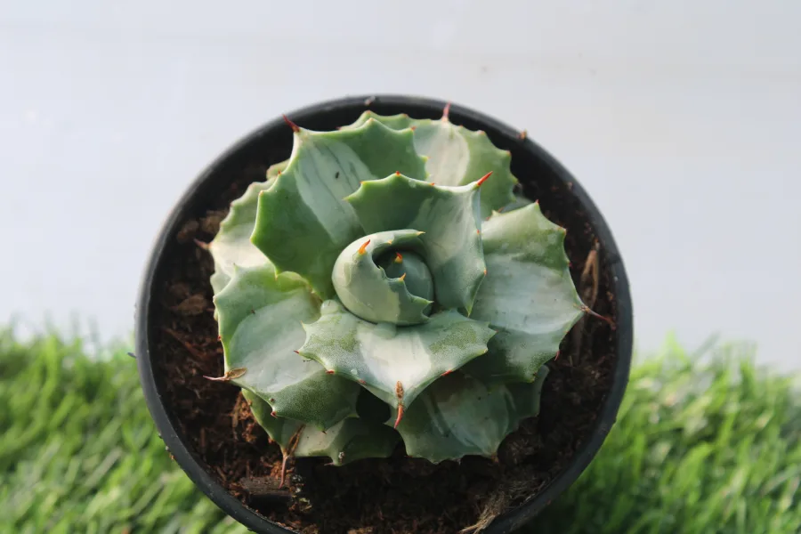 Agave Isthmensis Oji Raijin Potattorum
