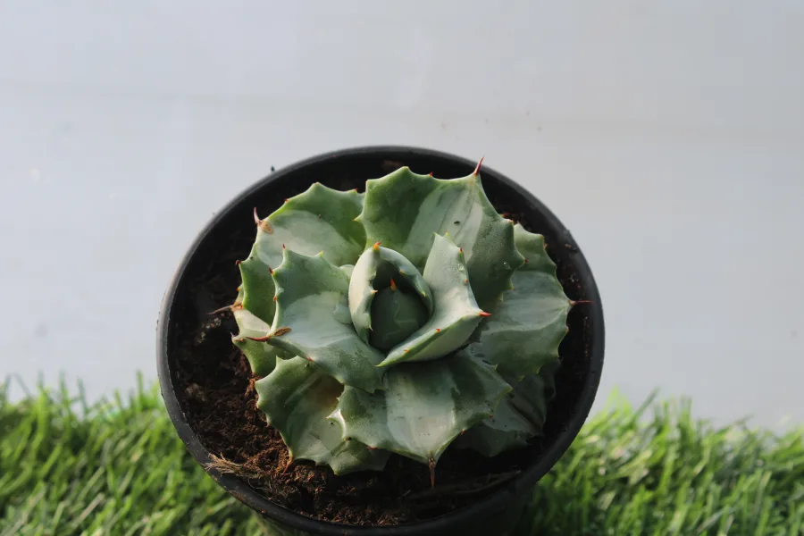 Image 3