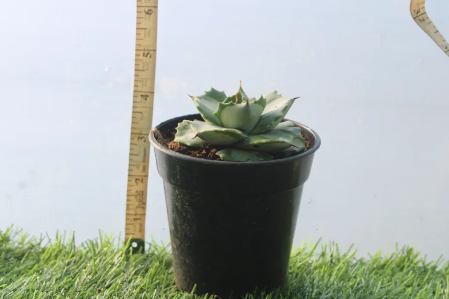 Image 6