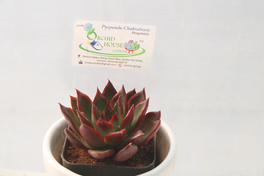 Echeveria Rubra Agavoides