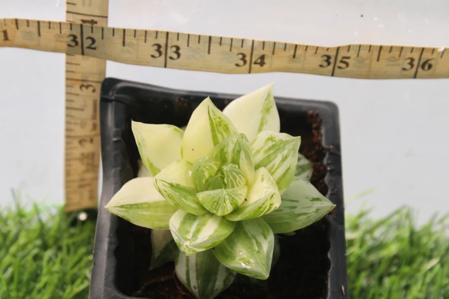 Cymbiformis Variegata Haworthia